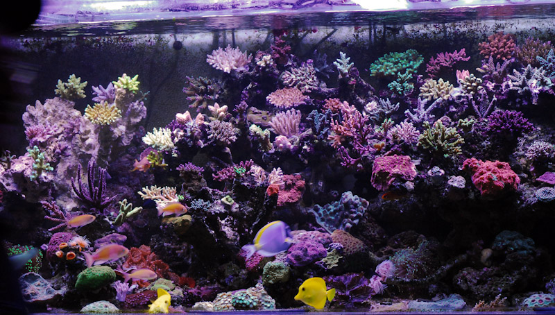 coral20110527-49.jpg