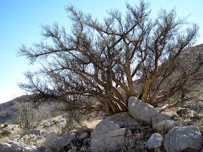 Elephant Tree in Anza Borrego