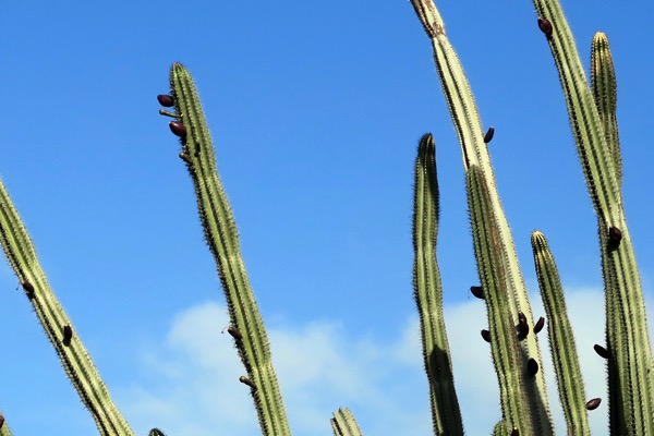 Cactii Flowering