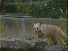 1998.06.23-012 coati