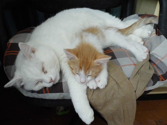 Поговорим о кошках40