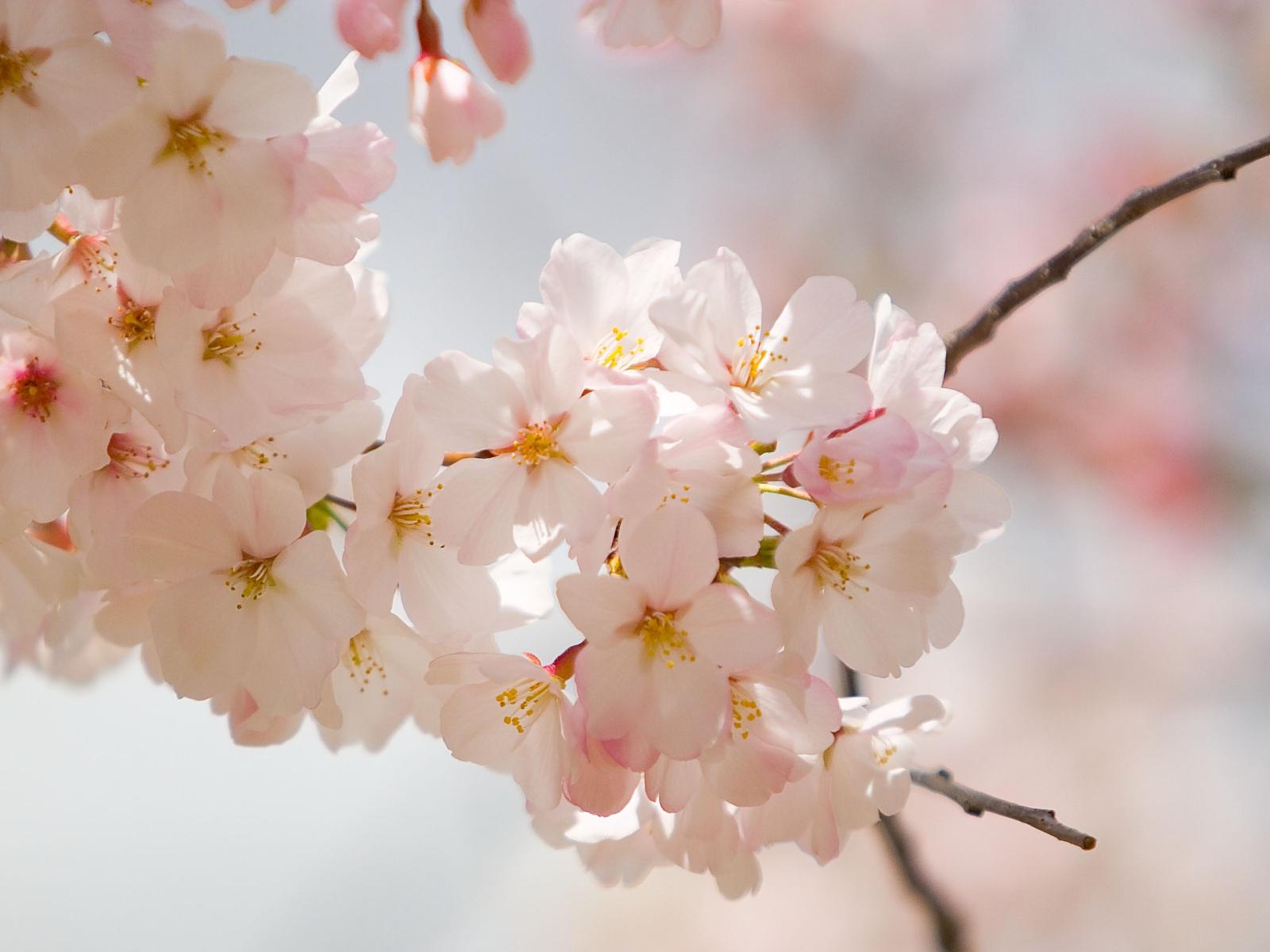 spring wedding flowers