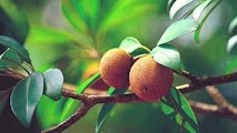 Sapodilla fruit growing on a tree