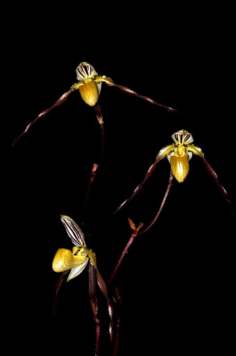 Paphiopedilum philippinense - Paphiopedilum roebelinii - Paphiopedilum laevitaum - Paphiopedilum palaw(an)ense DSC_0021