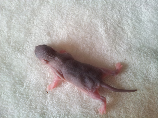 [ADOPT SUSP] PORTEE RATS NUS OU PAS, reste 6 femelles (Peach et Kojak) 20120214_151932