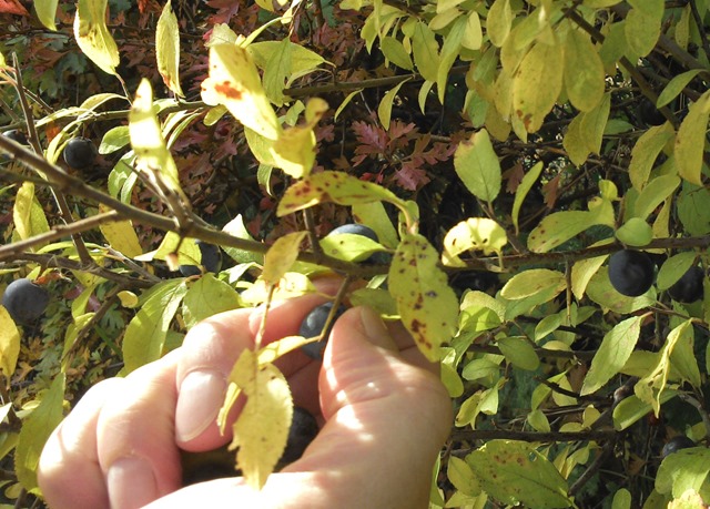 hedgreow foraging in Norfolk