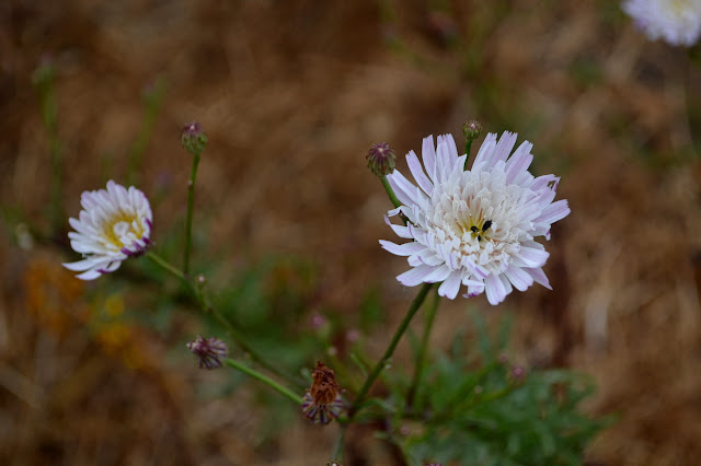 white petals with outide purple lines