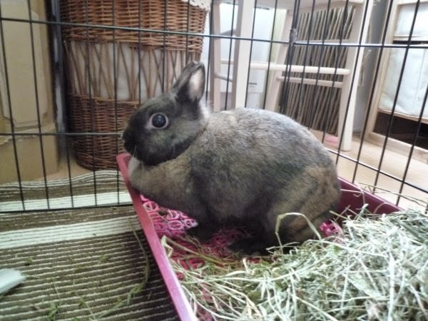 [adoptée]xwlyanna, lapine marron avec des tâches blanches Lyanna3-c48fe