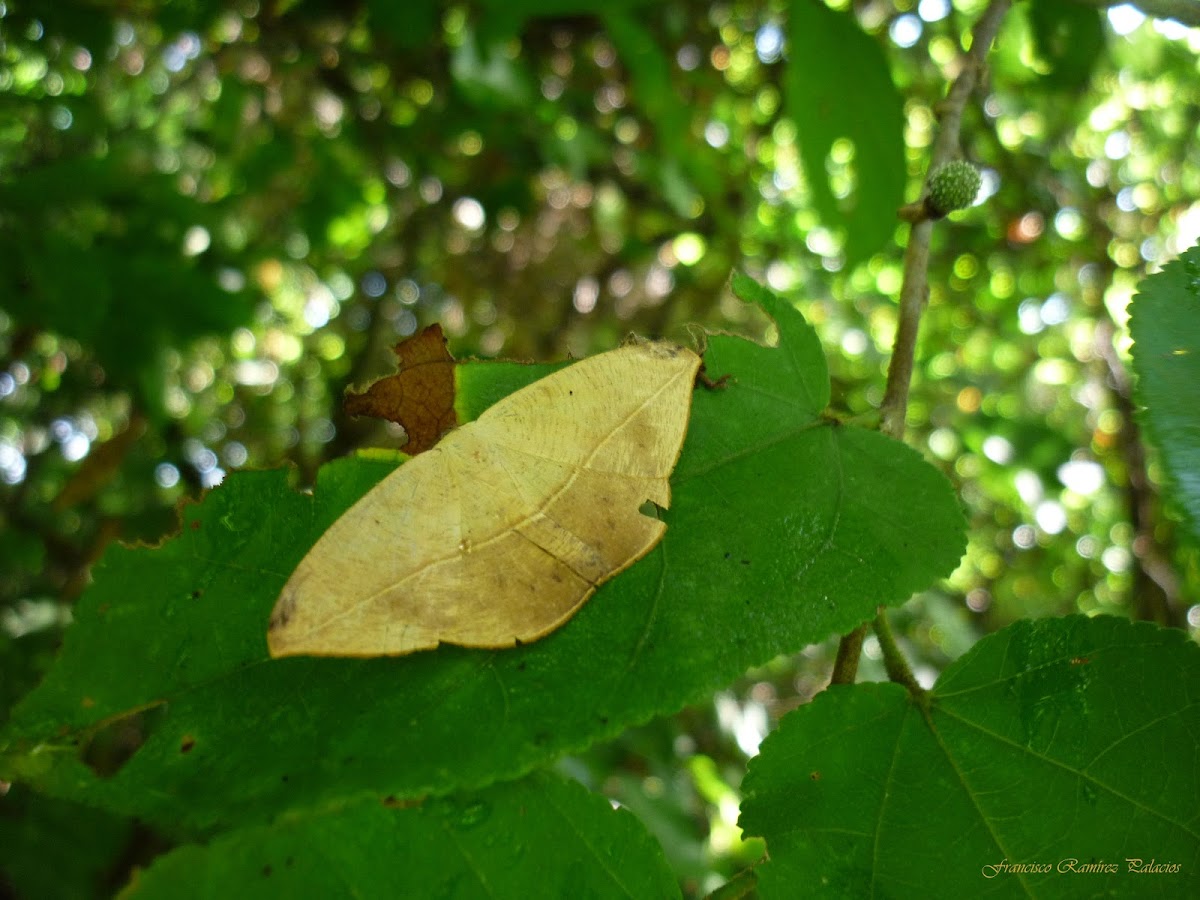 Geometrid Moth