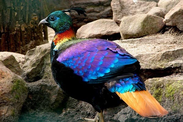 14 Most Beautiful Birds of the World - Himalayan Monal