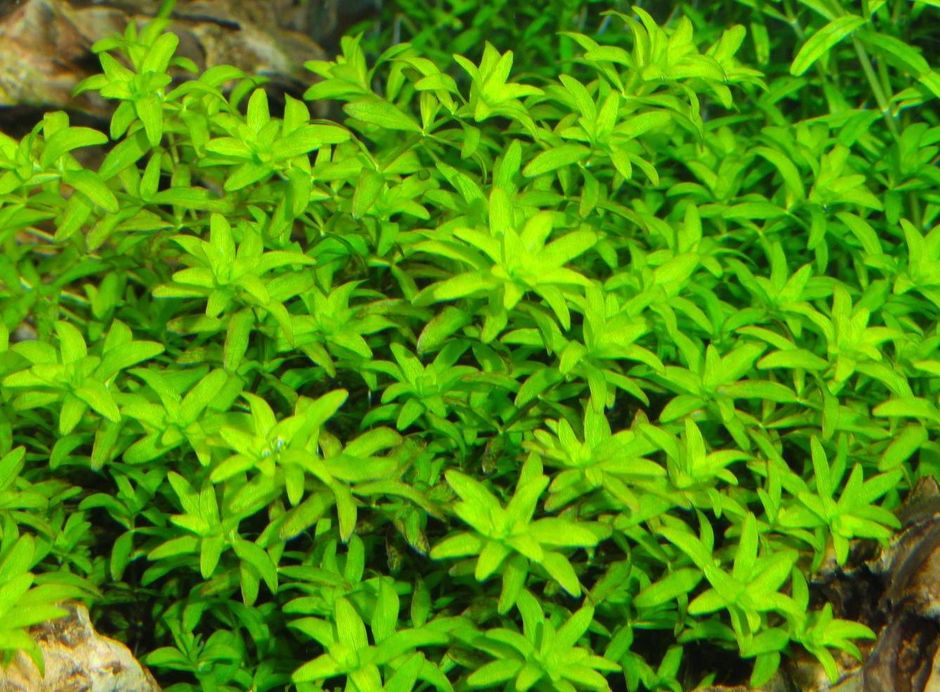 Хемиантус скрученный (Hemianthus glomeratus)