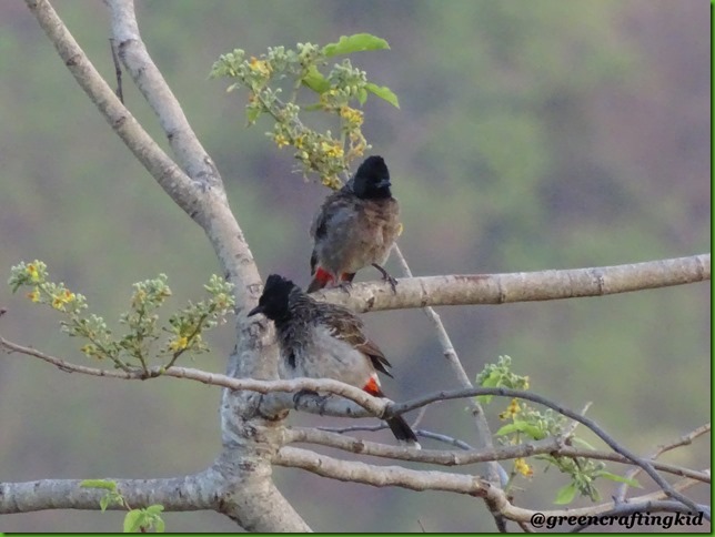 Red vented pair3