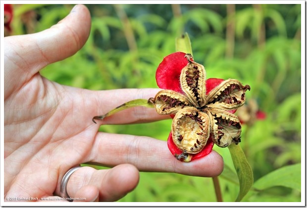 150911_AlaskaBG_exploded_seed_pod