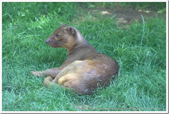 Bioparc-Valencia-Madagascar-13