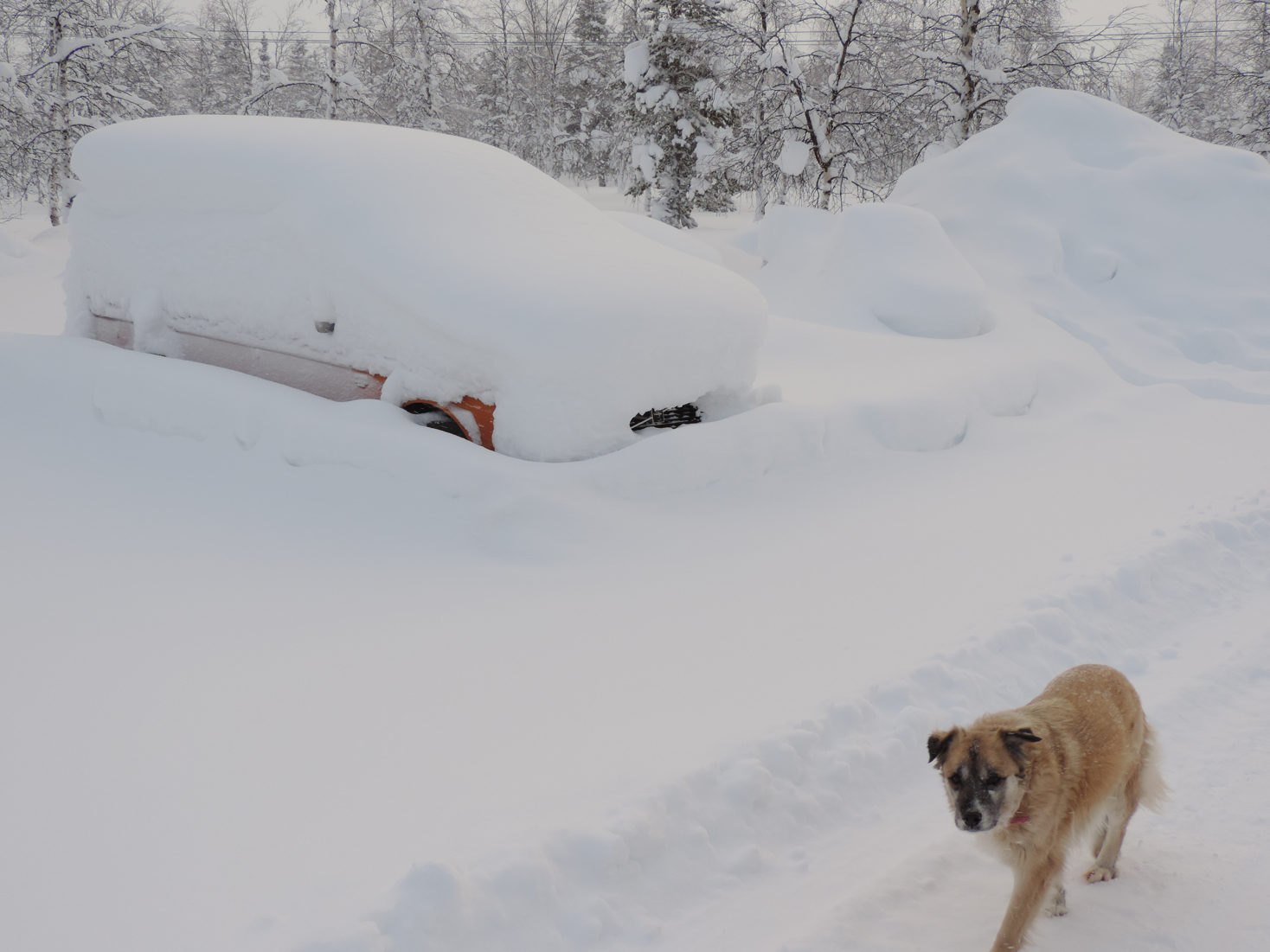 Snowed-in Car