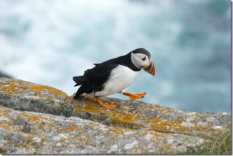 nl_bonavista_elliston_d1_19