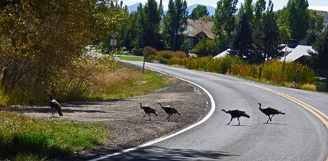 Pine Canyon Drive -- Midway