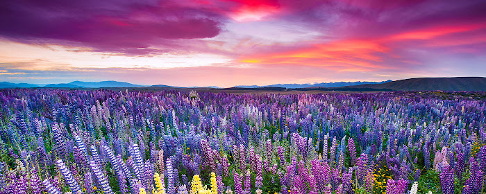 Sunset is in the flower field 2560x1440 marquee promo image