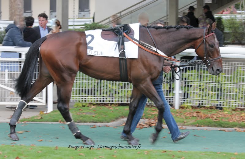 Photos Auteuil 26-09-2015 IMG_4270