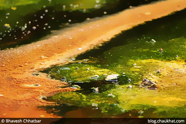 Acid residue, hot water algae, bacteria and micro-organisms in Waimangu Stream [Frying Pan Lake overflow stream] at Waimangu Volcanic Valley in New Zealand