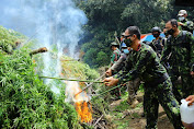 BNN Musnahkan 5 Hektar Ladang Ganja di Gayo Lues