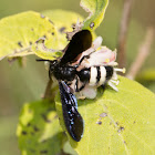 Double-banded Scoliid