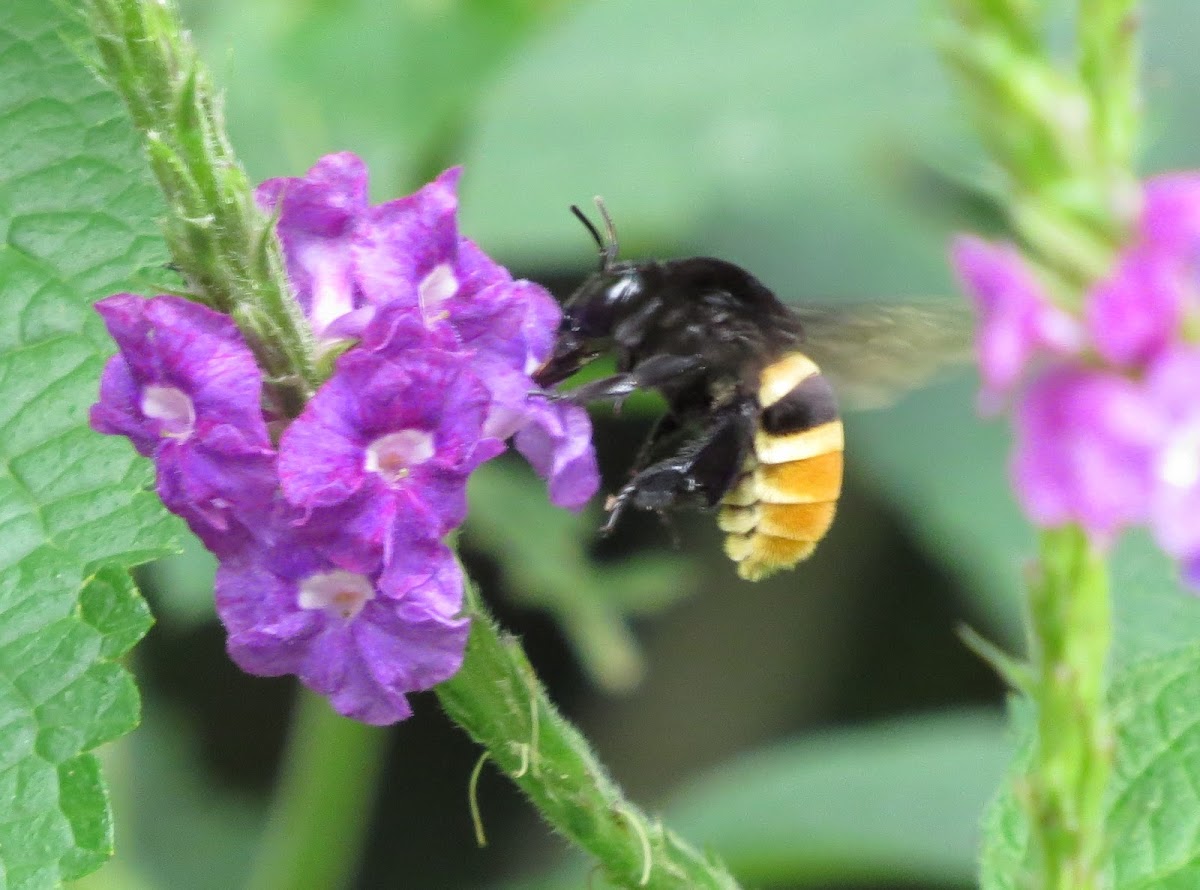 Large Orchid Bee