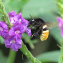 Large Orchid Bee