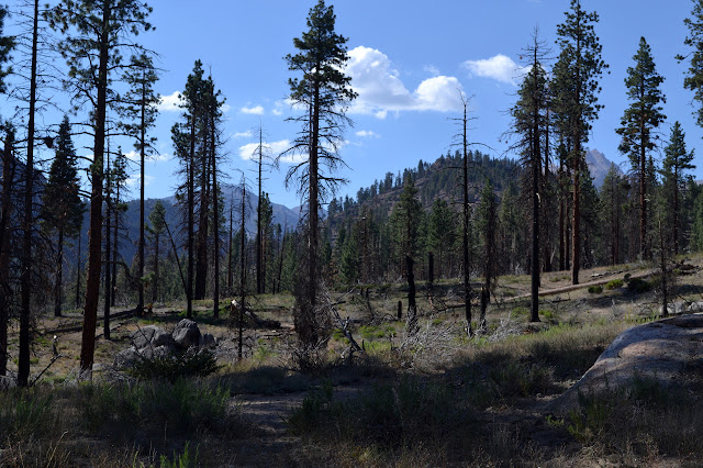 scared trees and dead trees in a destroyed area