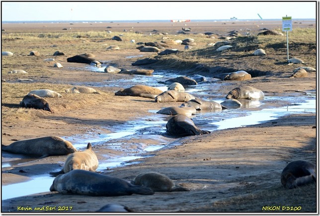 Donna Nook - November