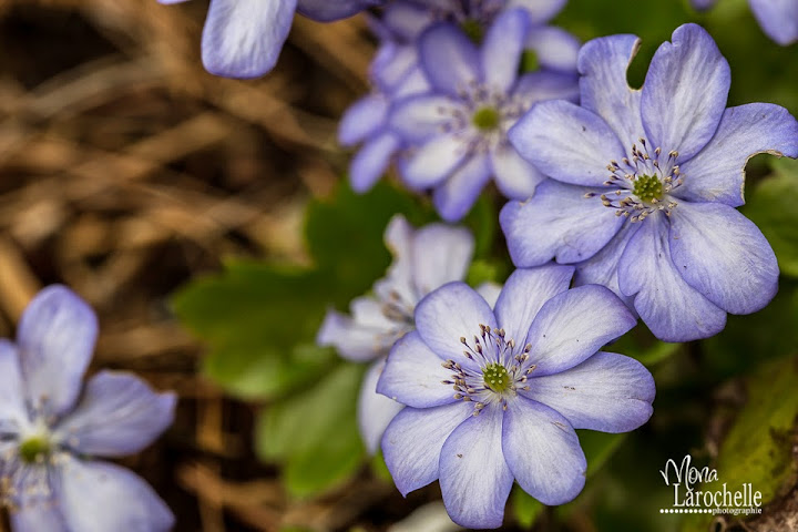 Hepatica transsilvanica Blue Jewel - Page 2 Hepatica-transylvanica-blue-jewel-140514-48rm