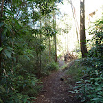 Walking along the Berowra Track east of the Waratah Gully crossing (419425)
