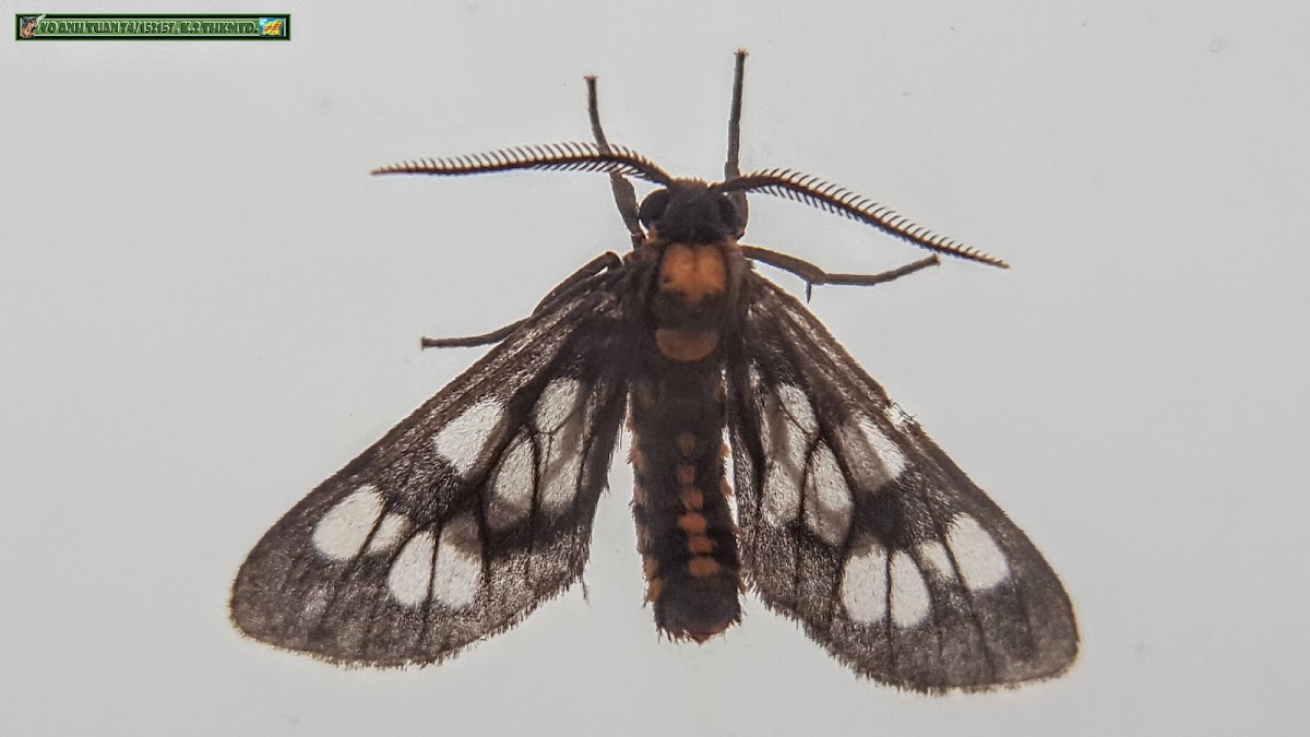 Pectinate antennae wasp moth