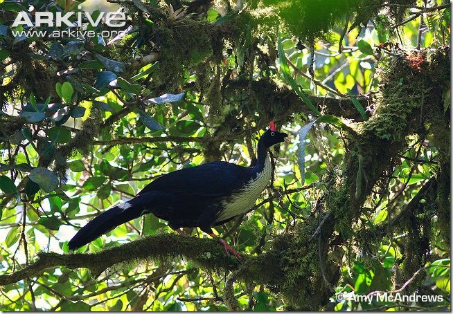 ARKive image GES119339 - Horned guan