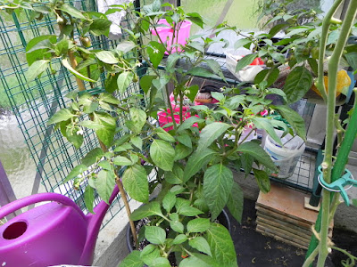 DSCN0592.JPG
