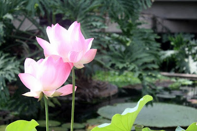 Water lilies at Kew Gardens in London