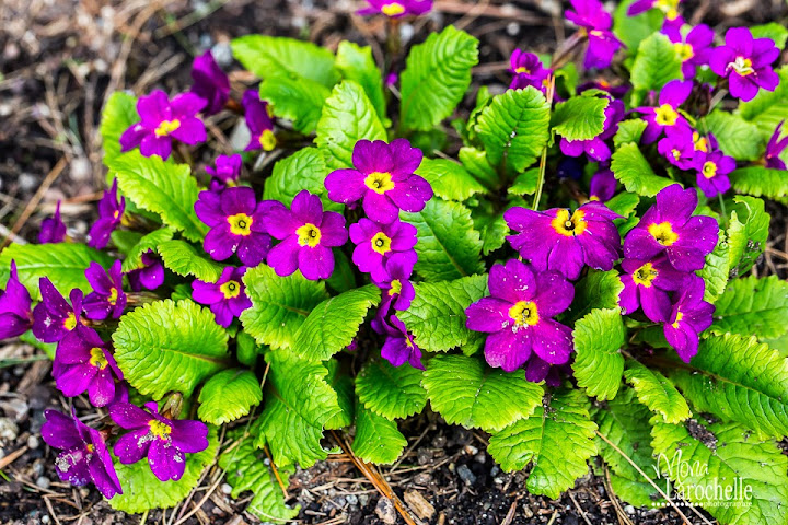 Primula juliae Wanda (mauve) Primula-juliae-wanda-140519-10rm