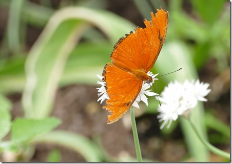 nl_deer_lake_insectarium_3