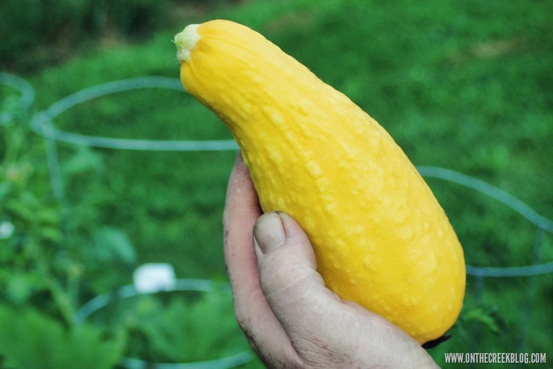 Yellow Squash