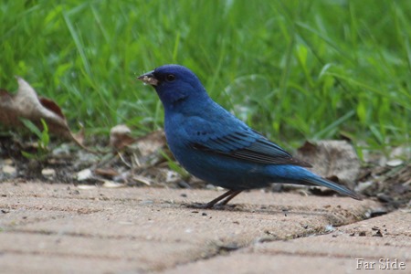 Indigo Bunting