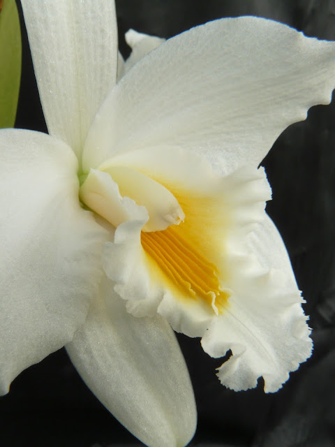 Cattleya (Laelia) jongheana f. alba P1030626