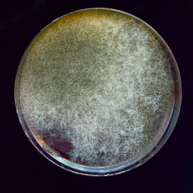 Bacterial Self Portrait by Olivia Vankuiken