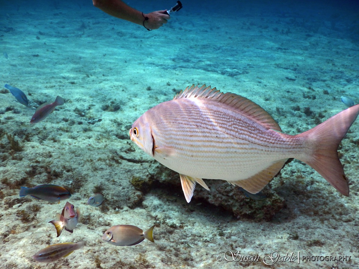 Cozumel tiny 5451