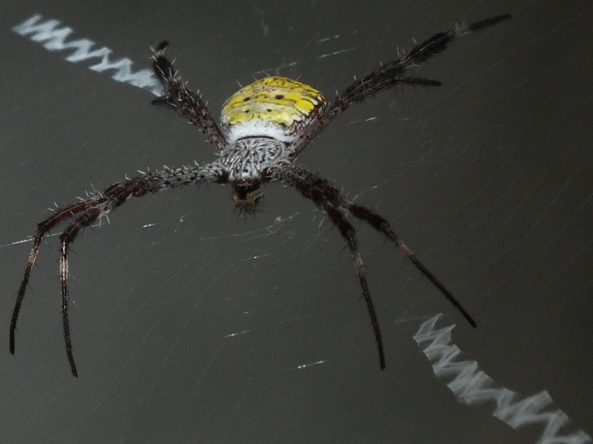 Argiope modesta