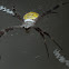 Argiope modesta