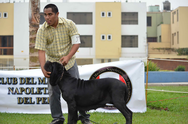 8° MATCH + CLUB DEL MASTINO NAPOLETANO DEL PERU + FOTOS DSC_3623