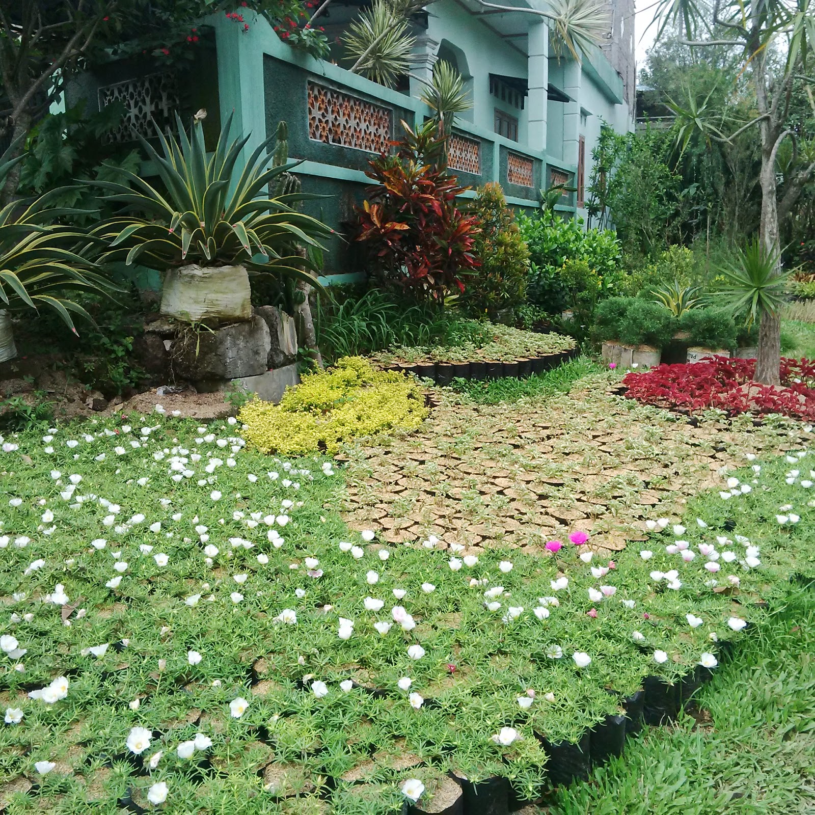 TANAMAN HIAS TAMAN TUKANG TAMAN HIAS MURAH | TUKANG TAMAN MURAH PESONA