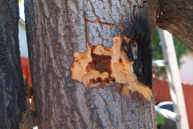 Wood discoloration due to Fusarium dieback. Photo: Eskalen Lab / UC Riverside