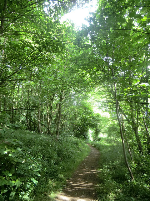 CIMG2425 Shady woods on the North Downs Way