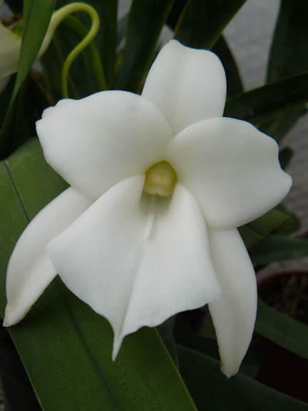 Angraecum magdalenae P1050701